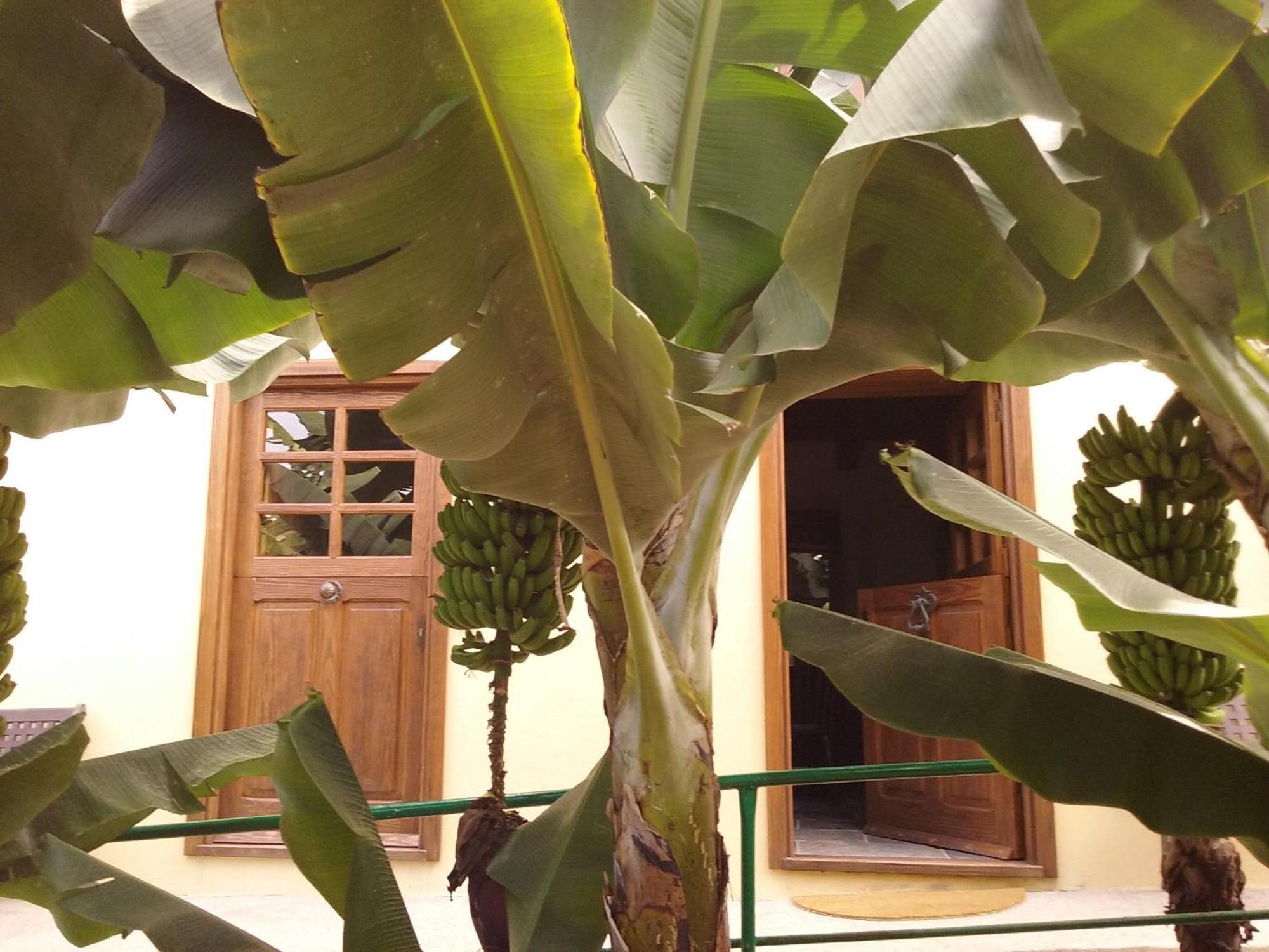 Casa Rural Llano Campo Hermigua Bagian luar foto